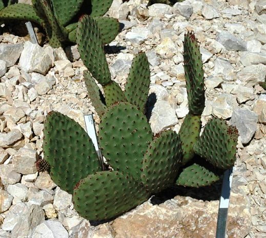 Opuntia_basilaris